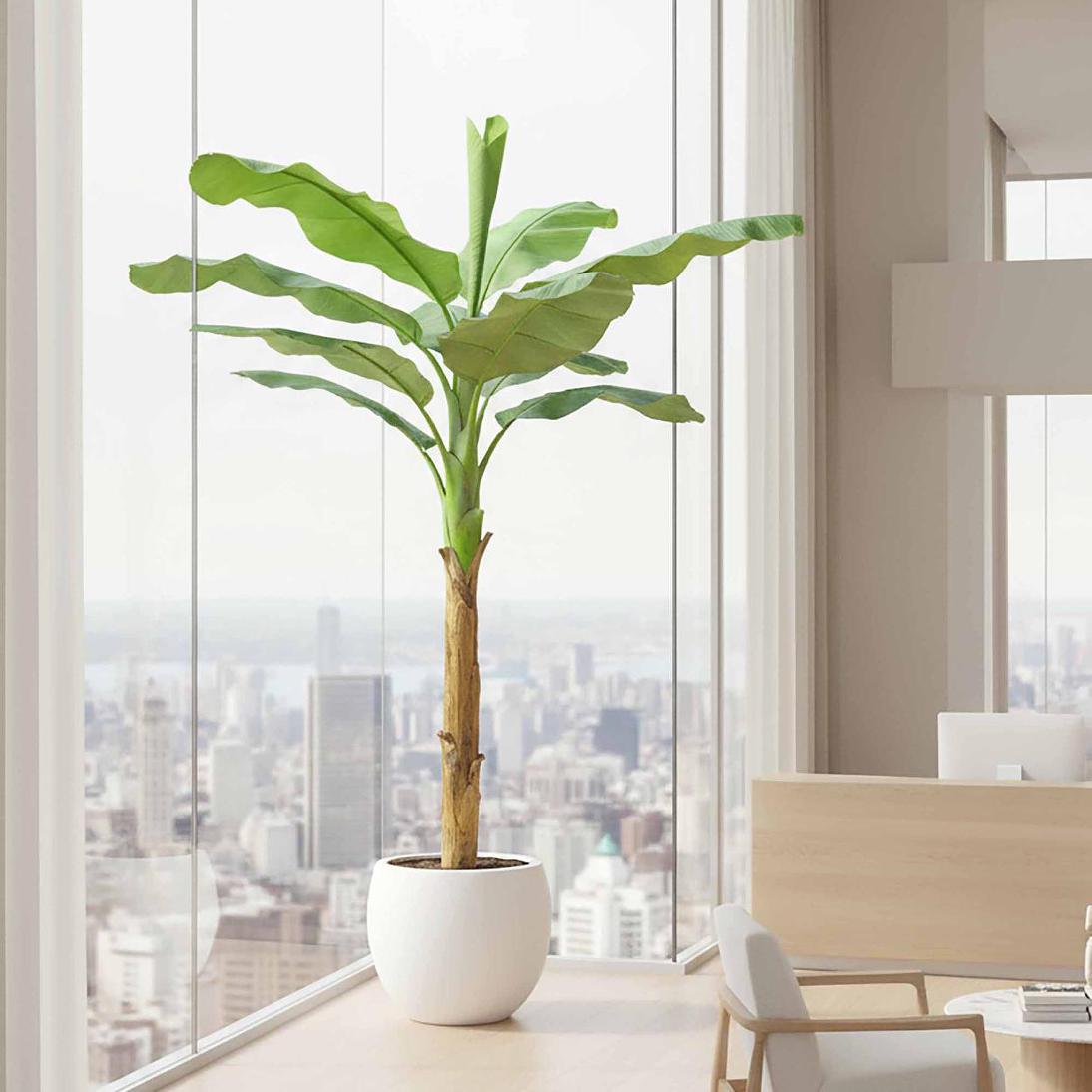 Royal Banana Tree 180cm