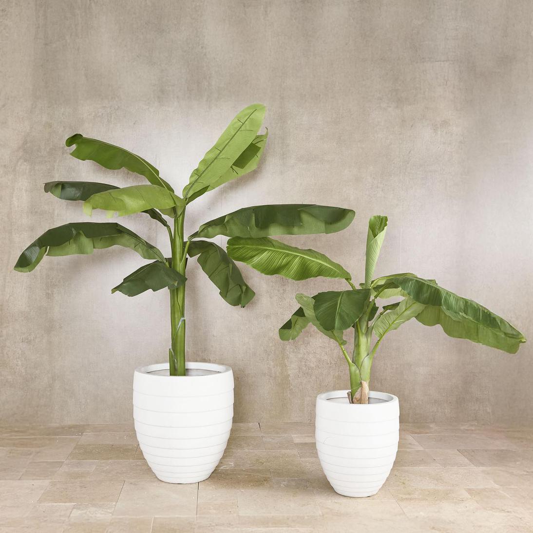 Royal Banana Tree 180cm