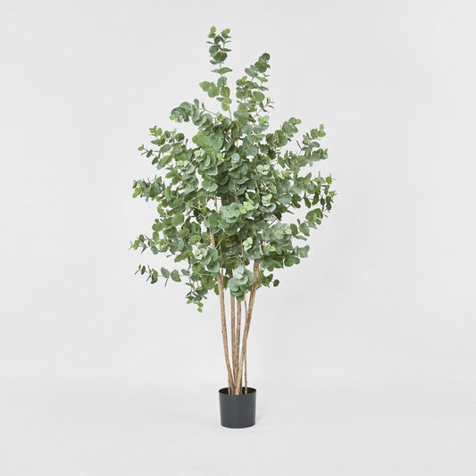 Eucalyptus Tree 150cm