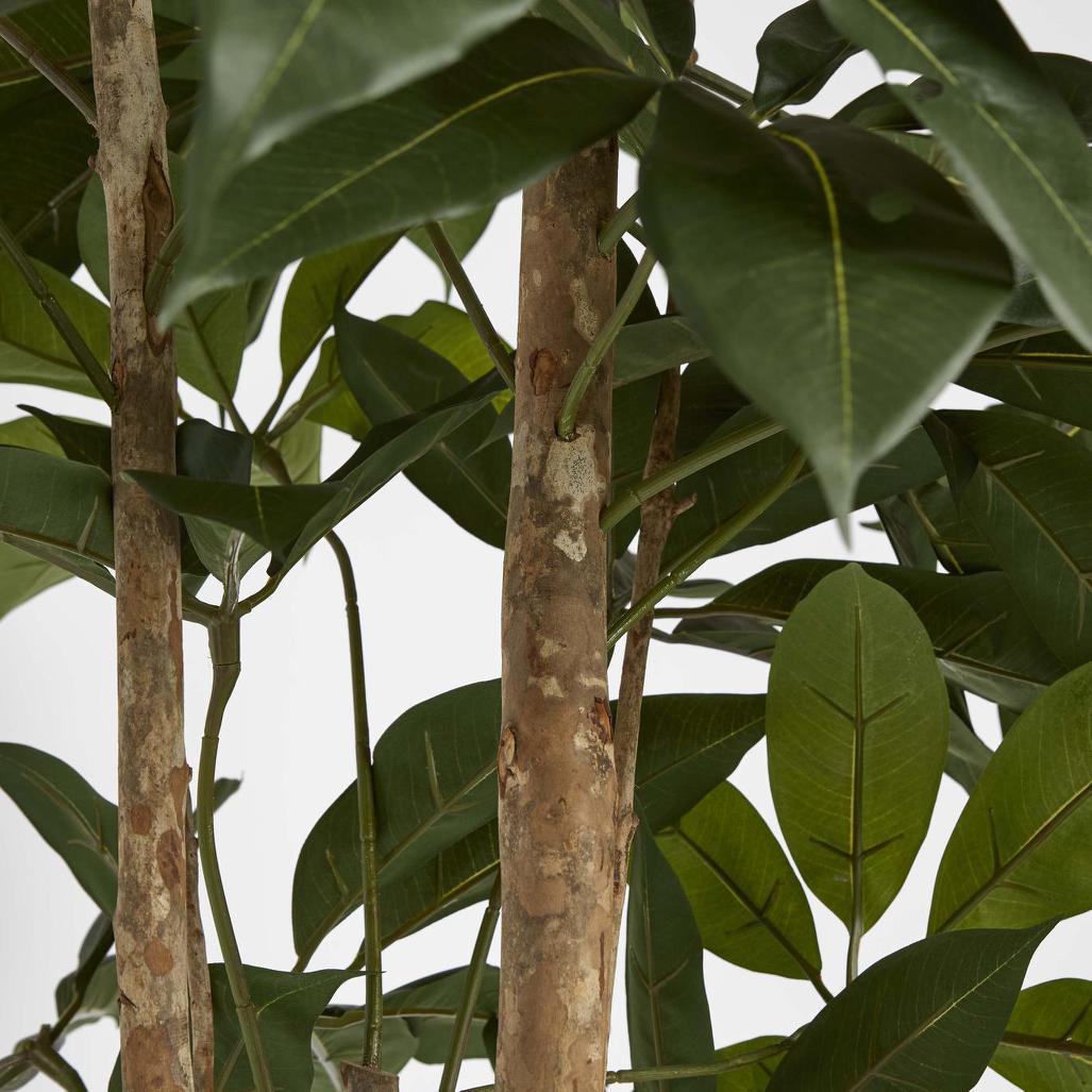 Umbrella Tree 150cm