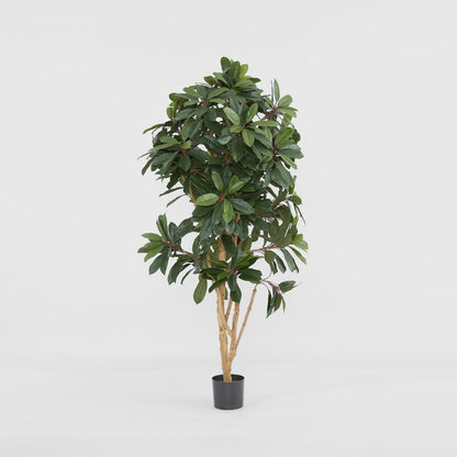 Schefflera Tree W/700 Leaves Green