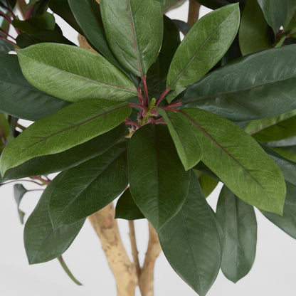 Schefflera Tree W/700 Leaves Green