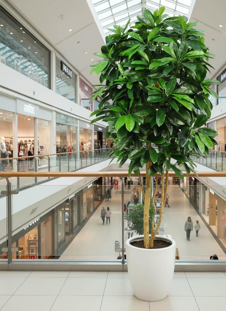 Schefflera Tree W/700 Leaves Green