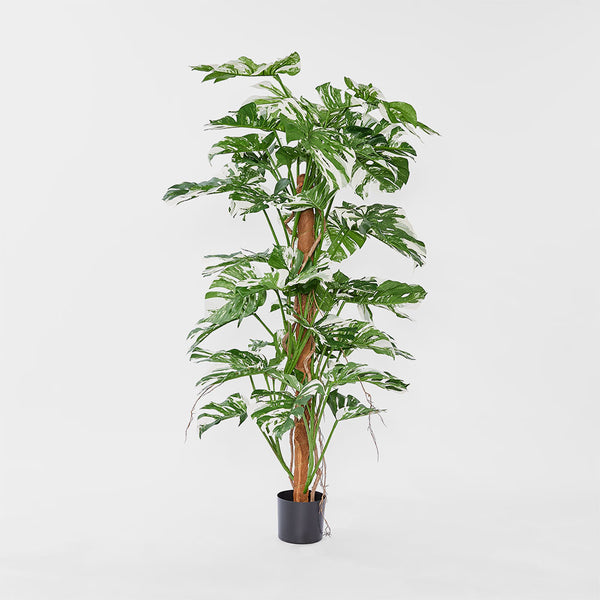 variegated split leaf philodendron for sale Variegated Split Philodendron W/48 Leaves Green – Florabelle Living