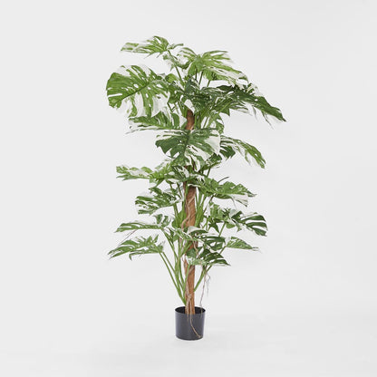 Variegated Split Philodendron W/48 Leaves Green