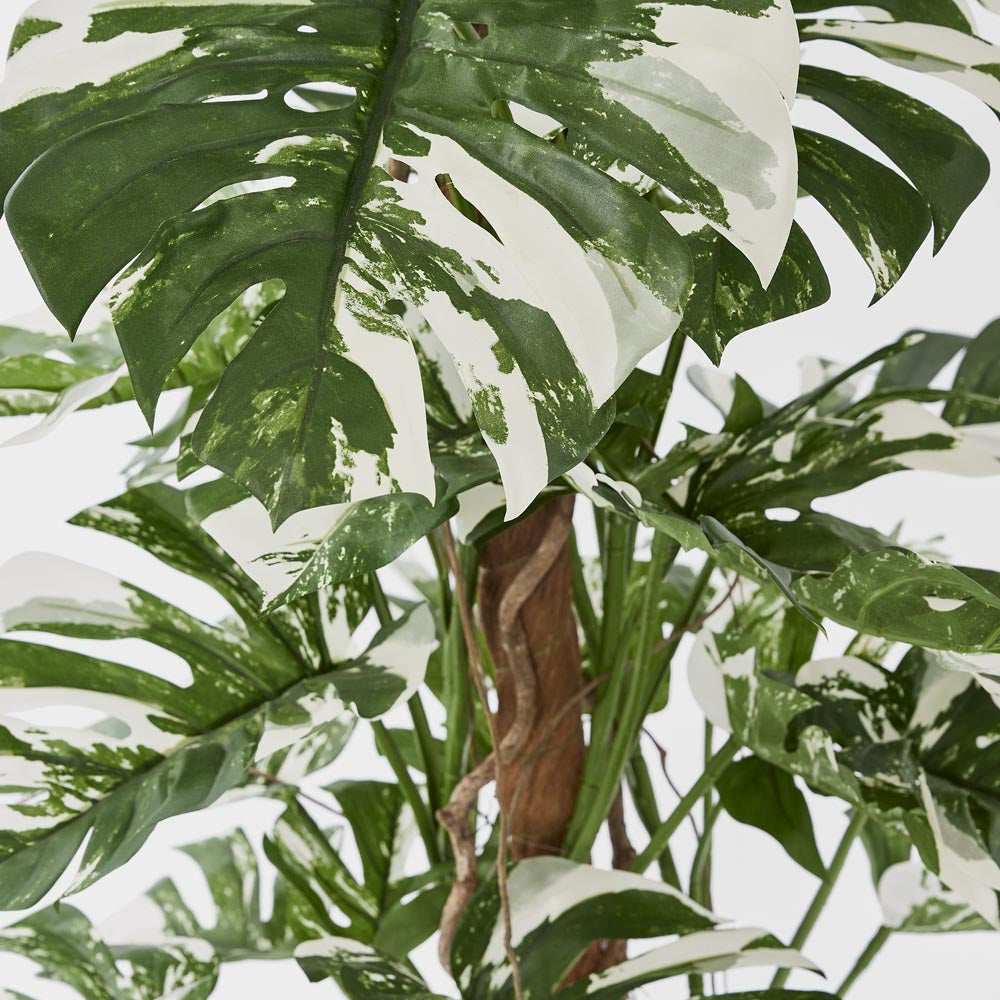 Variegated Split Philodendron W/48 Leaves Green