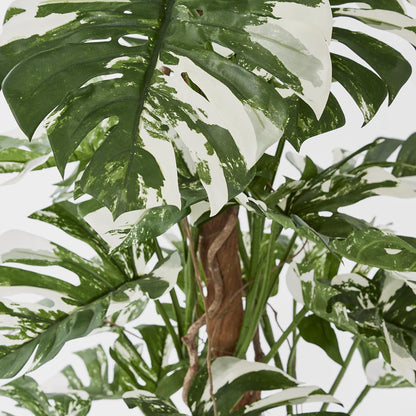 Variegated Split Philodendron W/48 Leaves Green