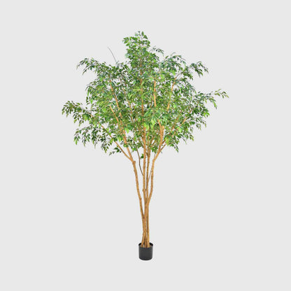 Ficus Natasja Tree 2.5m
