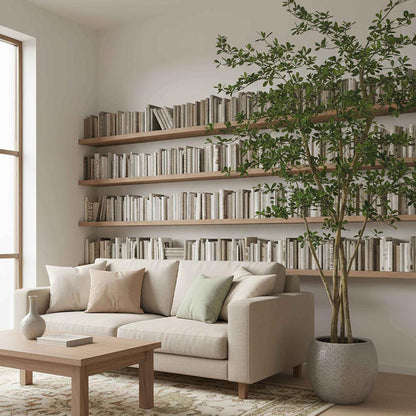 Ficus Natasja Tree 2.5m