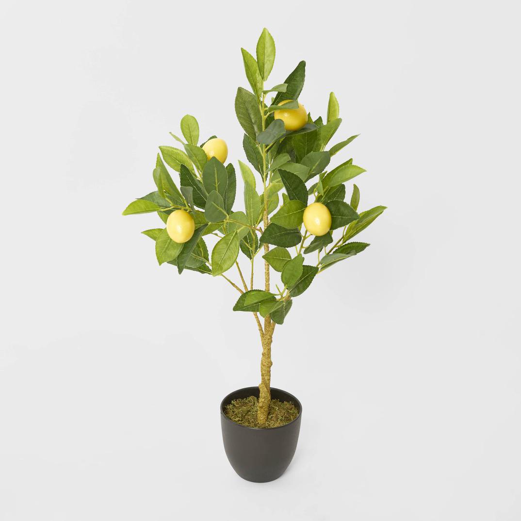 Lemon Tree 5 Fruits 70cm