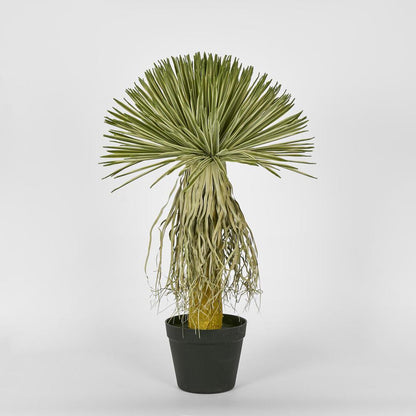 Variegated Grass Tree 60cm