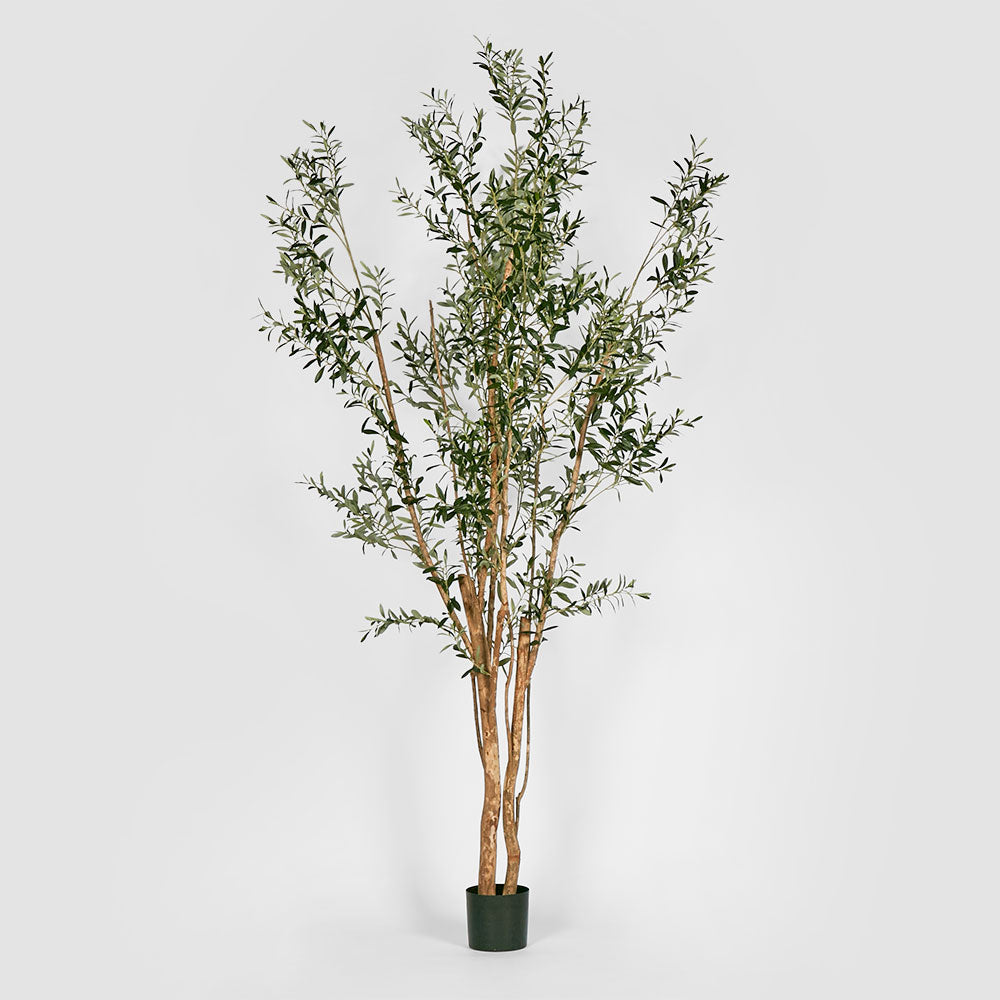 Olive Tree Multi Stem 280cm – Florabelle Living