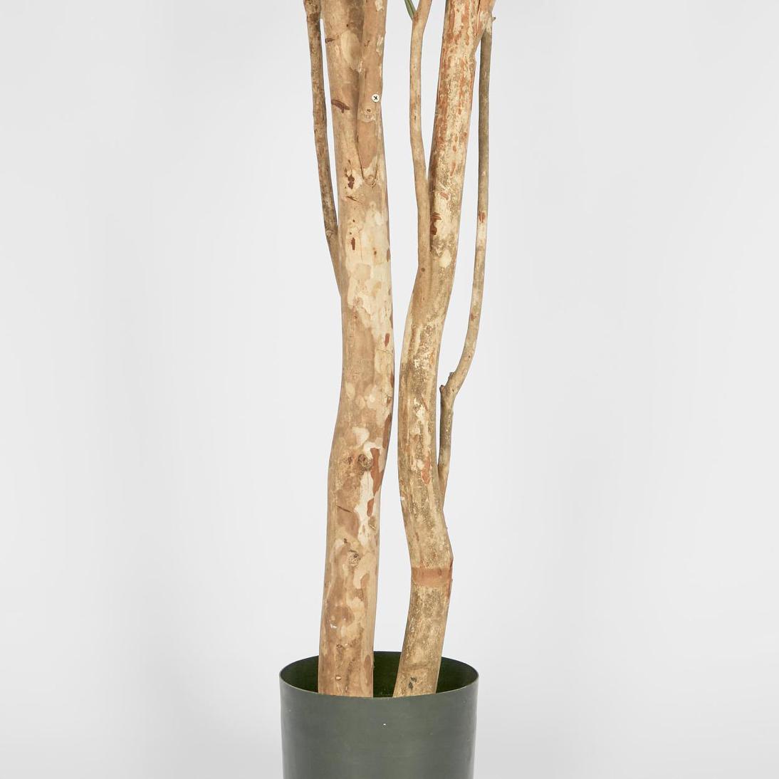 Olive Tree Multi Stem 280cm