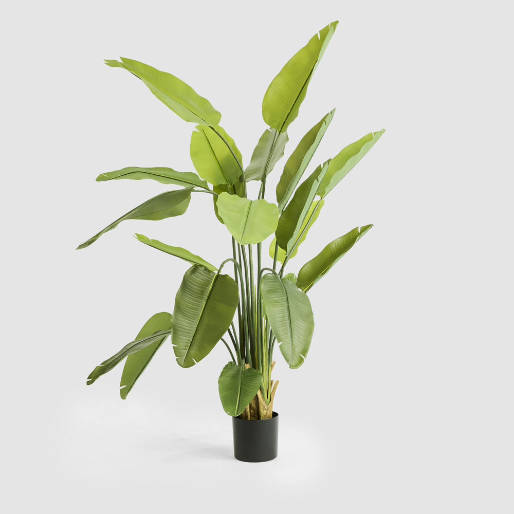 Bird of Paradise Real Touch 180cm