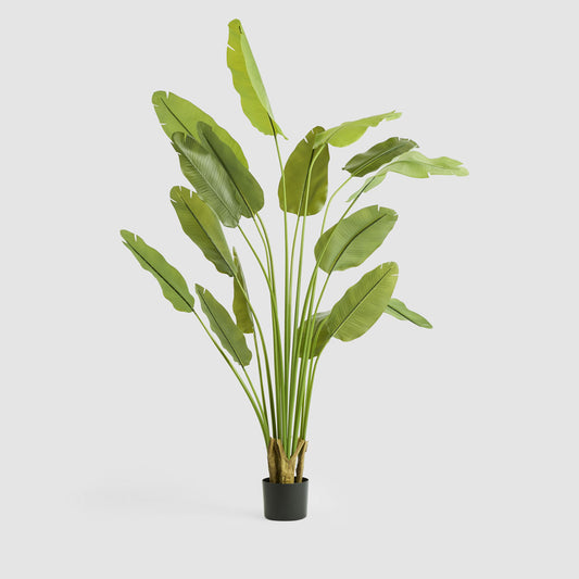 Bird of Paradise Real Touch 240cm