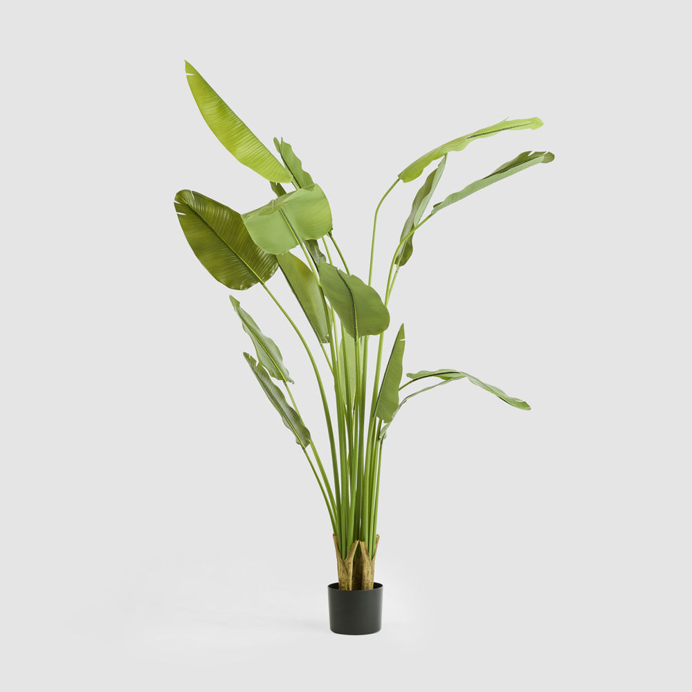 Bird of Paradise Real Touch 240cm