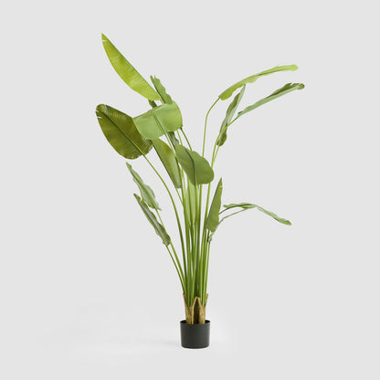 Bird of Paradise Real Touch 240cm