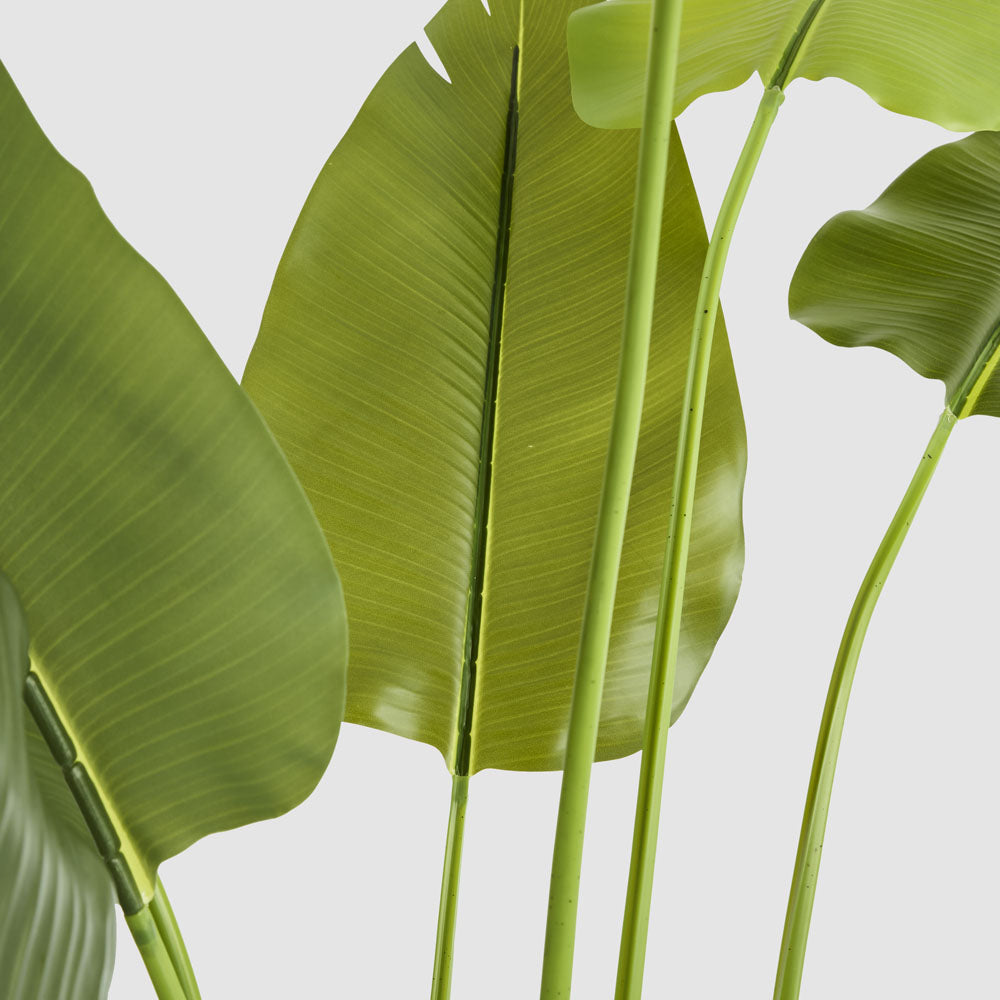 Bird of Paradise Real Touch 240cm