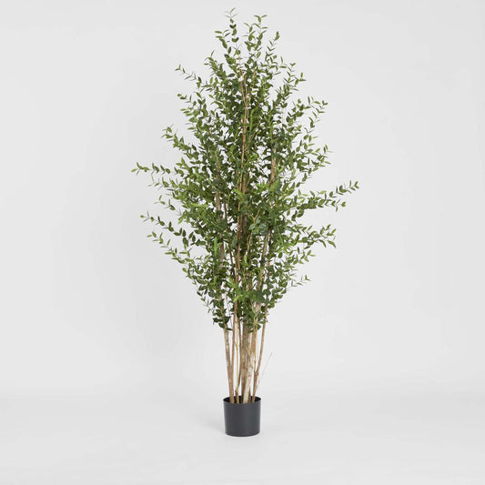 Eucalyptus Mini Leaf Tree 180cm Green