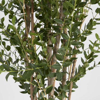 Eucalyptus Mini Leaf Tree 180cm Green