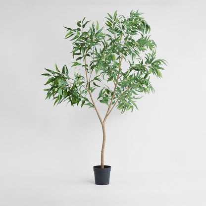 Long Leaf Eucalyptus Potted Tree 240cm