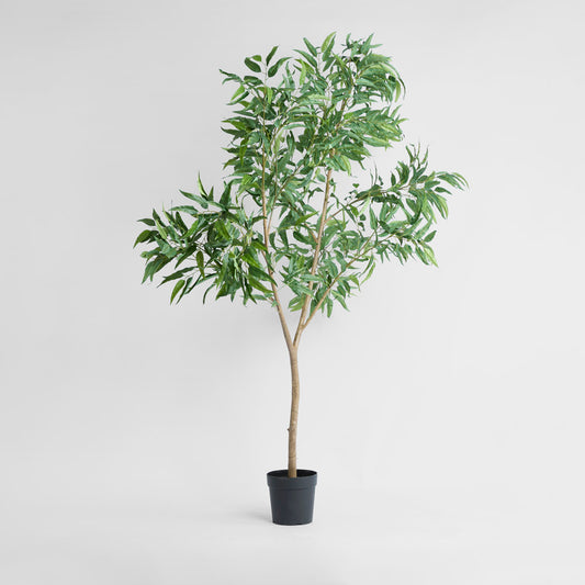 Long Leaf Eucalyptus Potted Tree 240cm