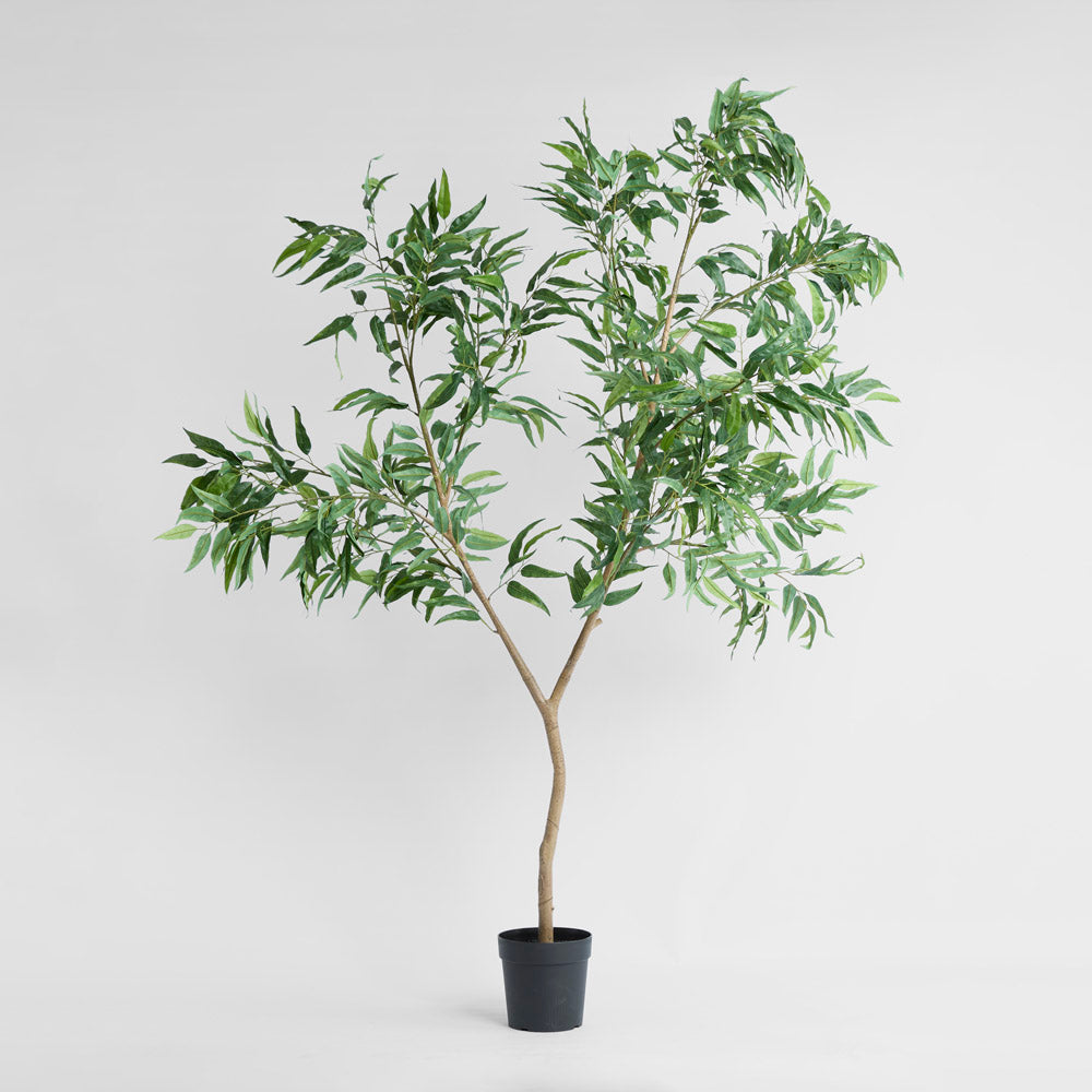 Long Leaf Eucalyptus Potted Tree 240cm