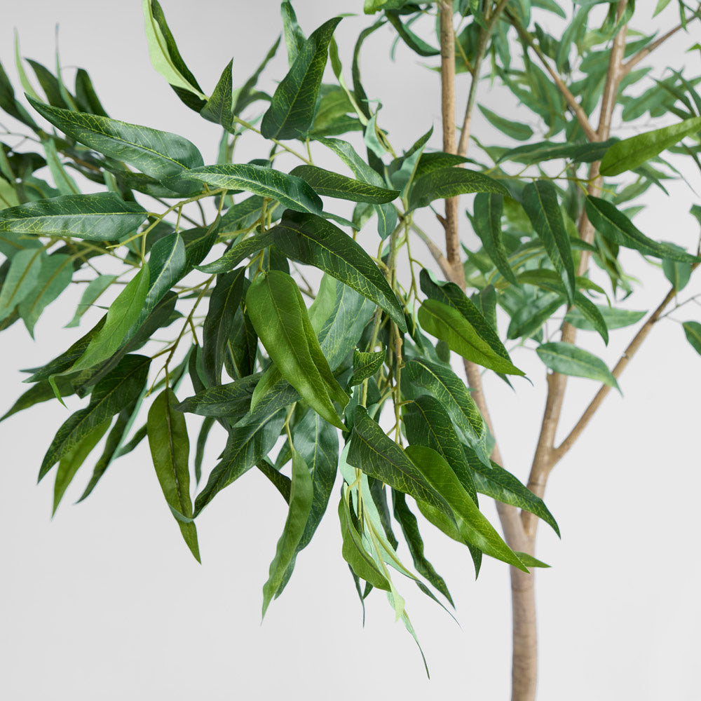 Long Leaf Eucalyptus Potted Tree 240cm