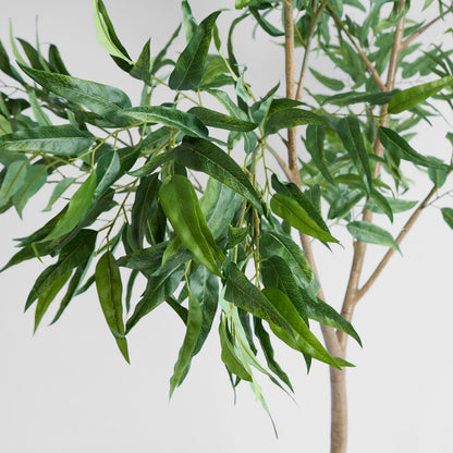 Long Leaf Eucalyptus Potted Tree 240cm