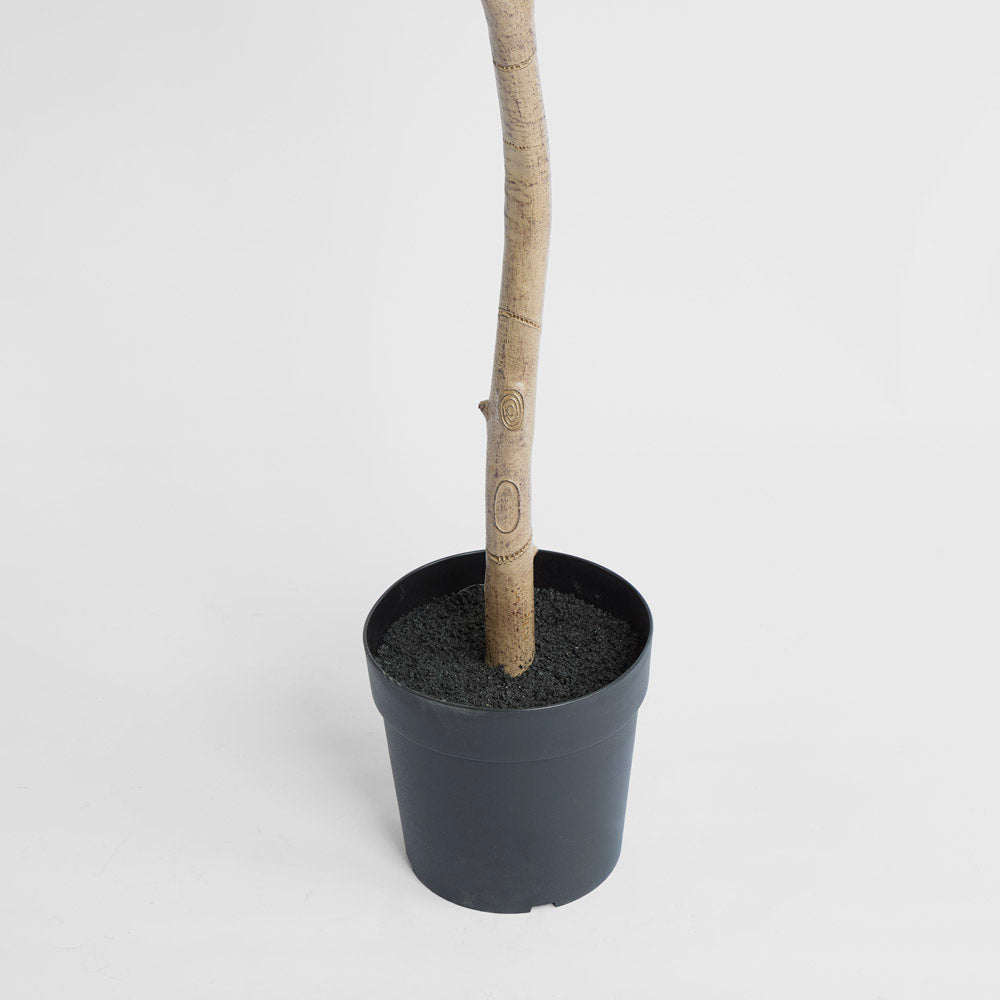 Long Leaf Eucalyptus Potted Tree 240cm