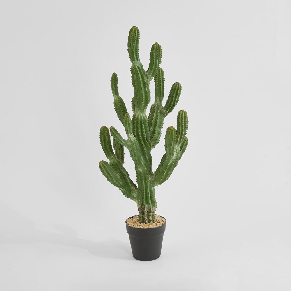 Cactus Euphorbia Small