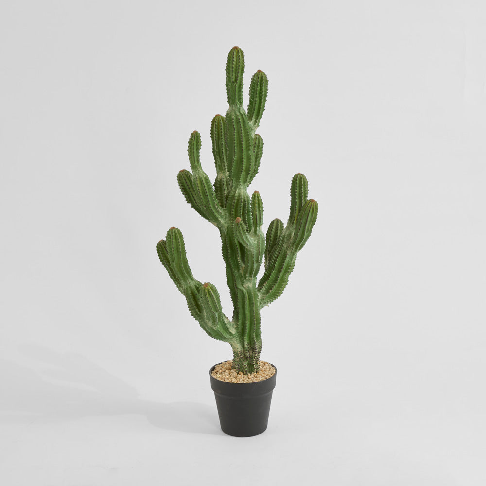 Cactus Euphorbia Small