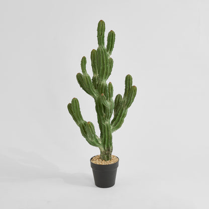 Cactus Euphorbia Small