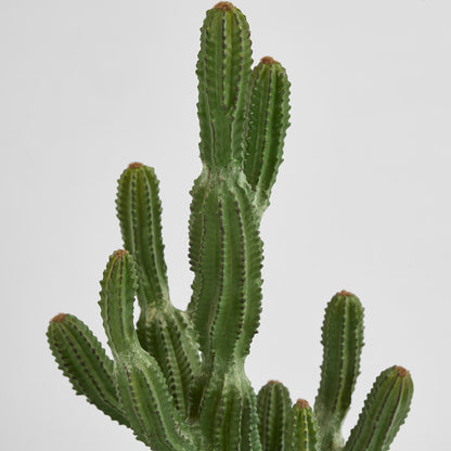 Cactus Euphorbia Small