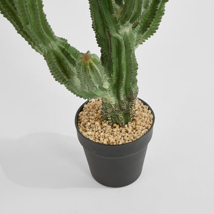 Cactus Euphorbia Small