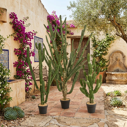 Cactus Euphorbia Small