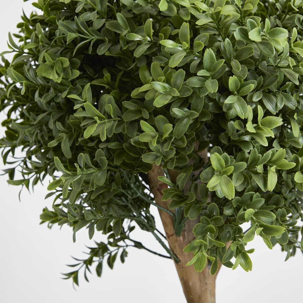 Multiball Tree Boxwood Double Ball Tree 1.1m | Tree Creations – Florabelle Living