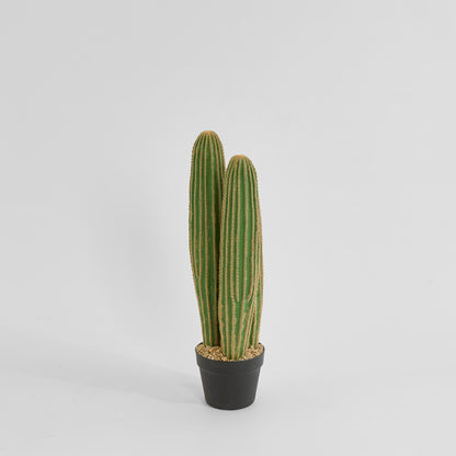 Cactus Columnar Small