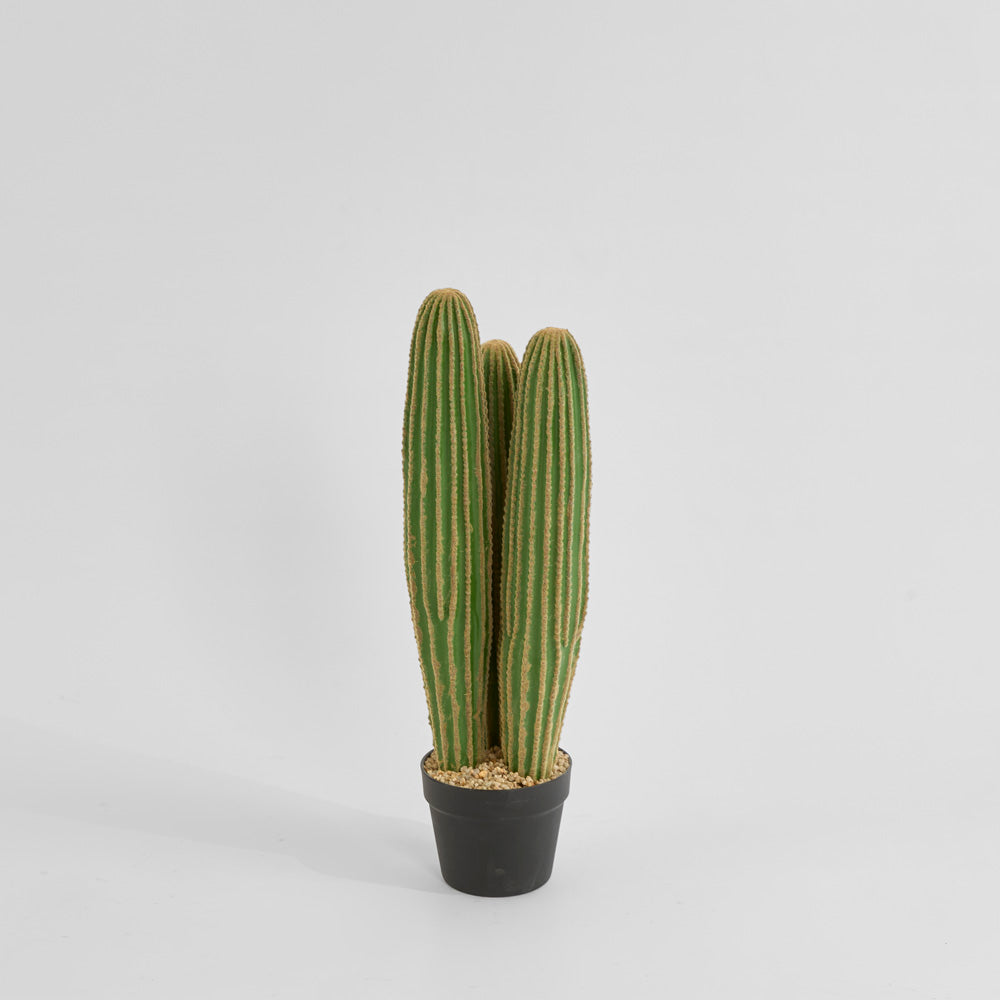 Cactus Columnar Small