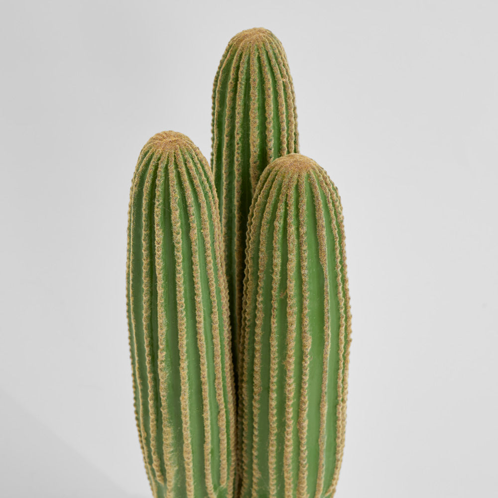 Cactus Columnar Small