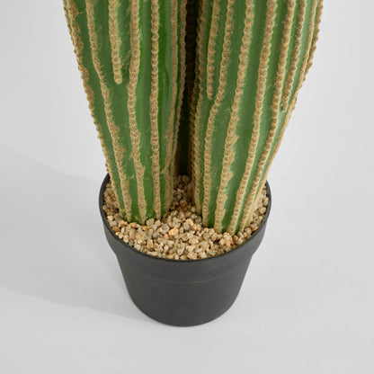 Cactus Columnar Small