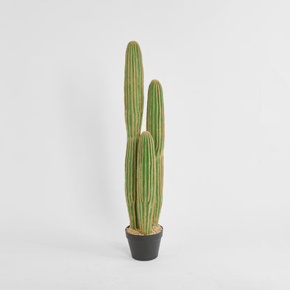 Cactus Columnar Large