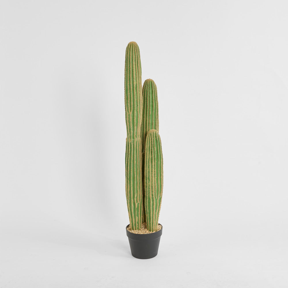 Cactus Columnar Large