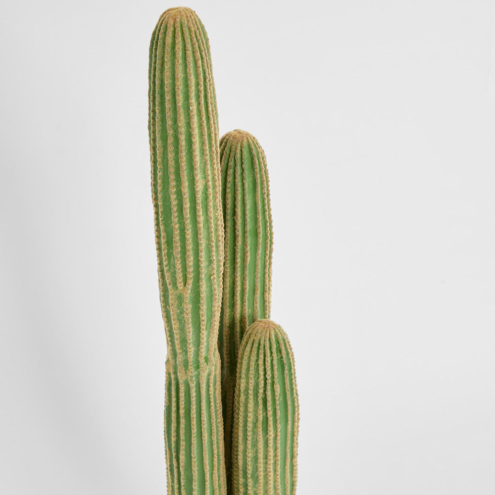 Cactus Columnar Large