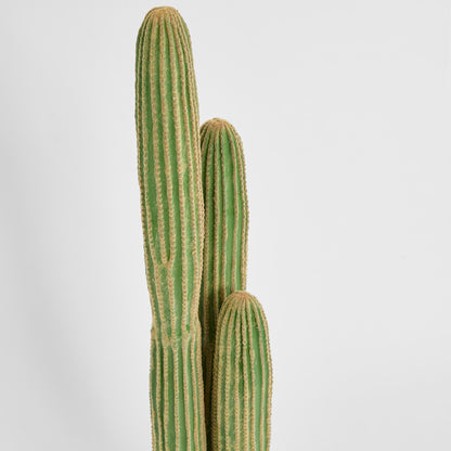 Cactus Columnar Large