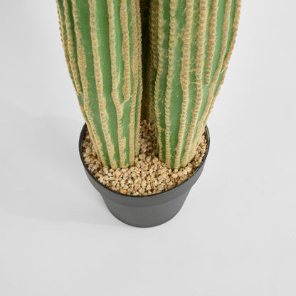 Cactus Columnar Large