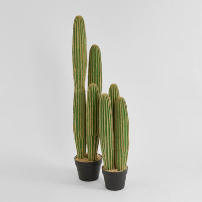 Cactus Columnar Large