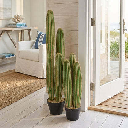 Cactus Columnar Large