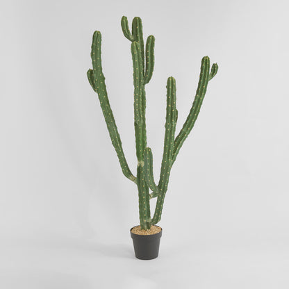 Cactus Euphorbia Medium