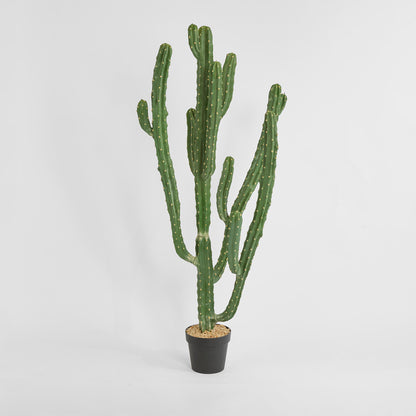 Cactus Euphorbia Medium